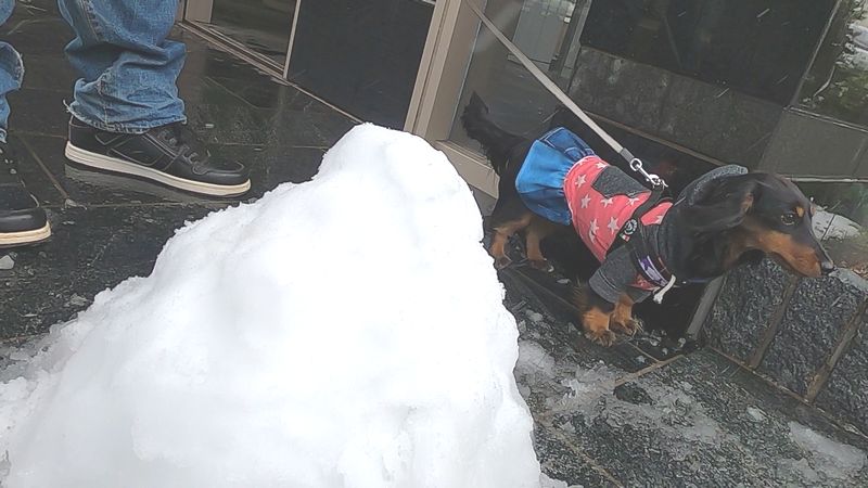 犬の雪遊び