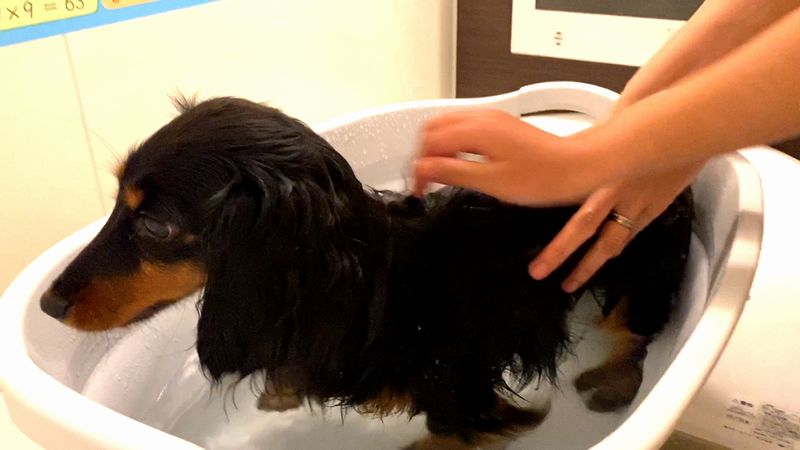 小型犬の風呂