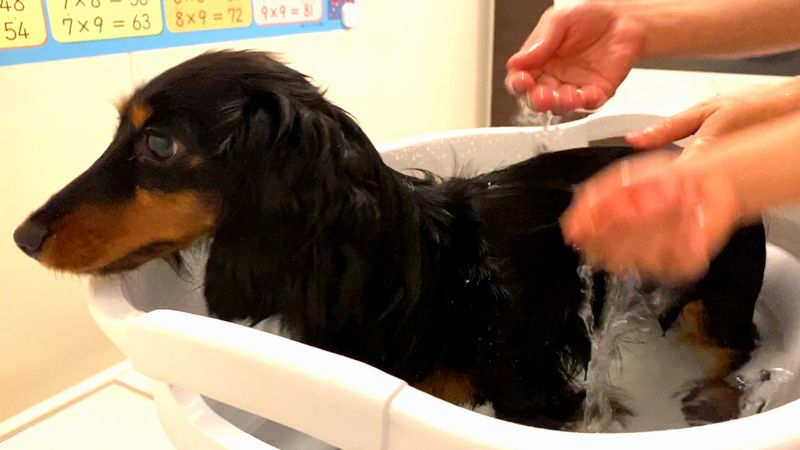小型犬のお風呂