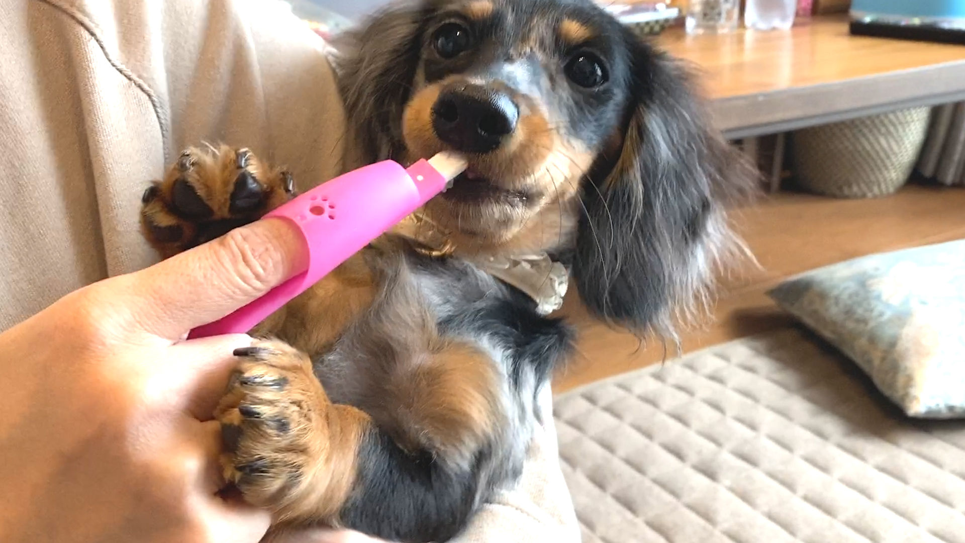 子犬の歯磨き