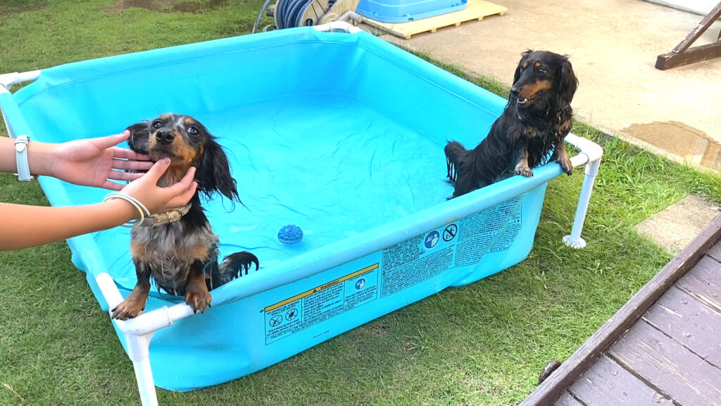 犬用のプール