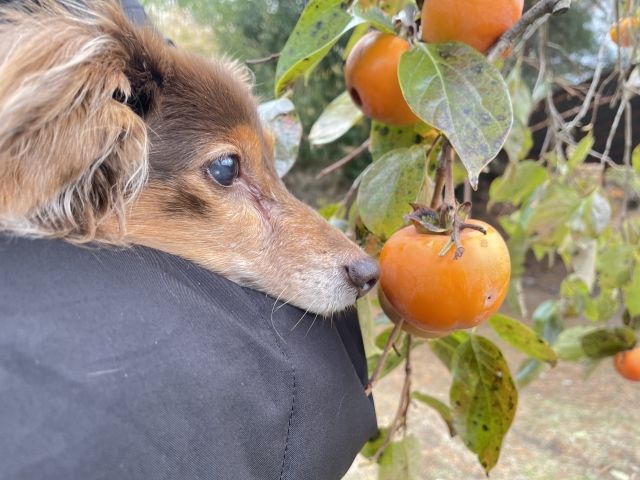 犬に柿は食べさせていい？注意すべき量や種のリスク、アレルギーについて解説