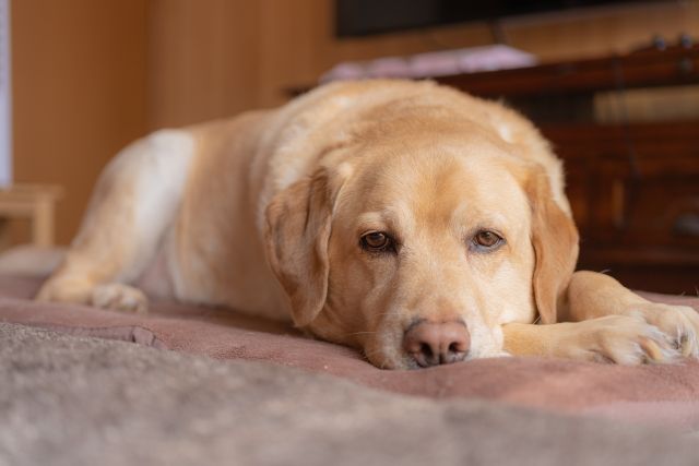 ラブラドール・レトリバー