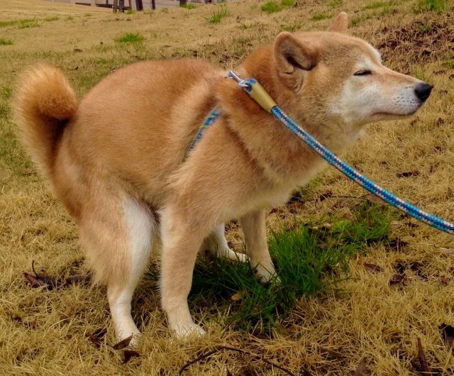 犬が散歩中にうんちしないのはなぜ？外でトイレをしない理由と解決策