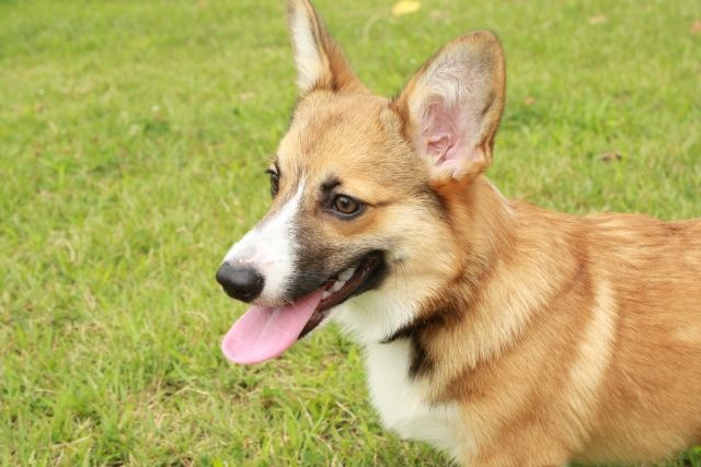 ウェルシュ・コーギー・ペンブローク