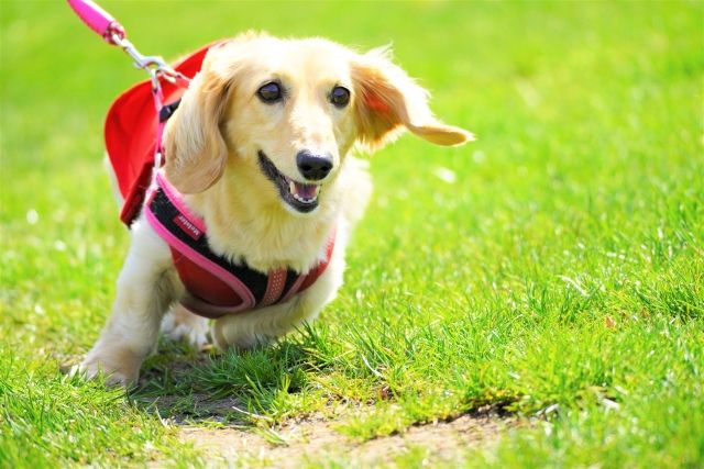 犬の散歩は同じコースが良い？変えた方が良い？散歩コースの決め方