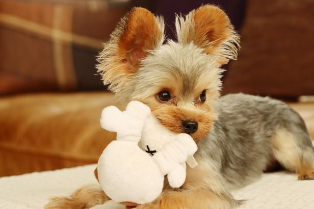 犬がおもちゃを持ってくる時の気持ちは？飼い主の取るべき行動