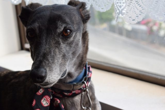 グレイハウンド