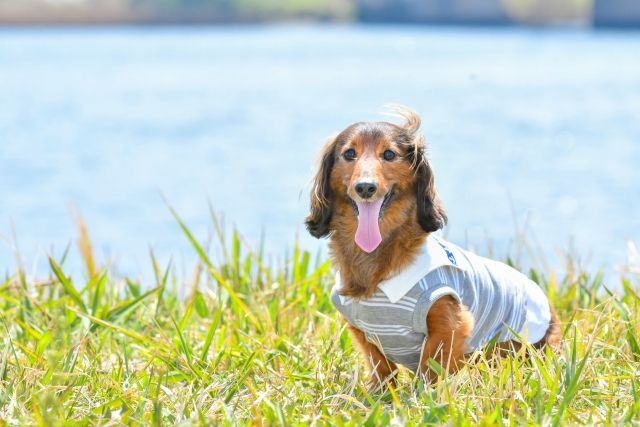 【犬の散歩】気温は何度までOK？夏・冬の限界温度と熱中症を防ぐ安全な判断基準