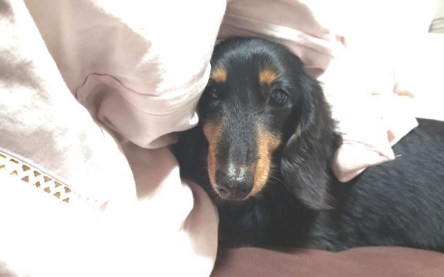 犬の睡眠時間が短い？寝不足の症状と寿命への影響、理想的な睡眠サイクル