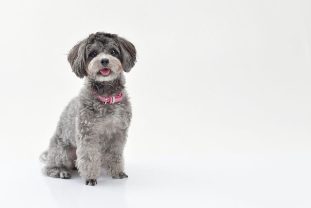 犬が首輪を嫌がる・噛む原因とは？正しい慣らし方