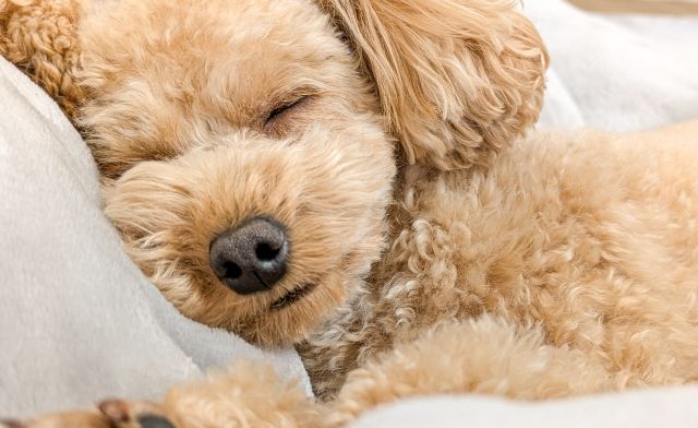トイプードルの理想的な睡眠時間は？年齢別の目安とぐっすり眠る環境づくりのコツ