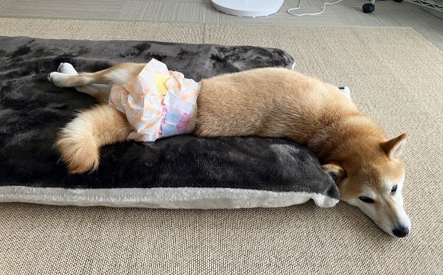 犬がオムツを嫌がる時・噛む時の対策法！脱げない付け方のコツも紹介