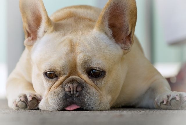 フレンチ・ブルドッグ