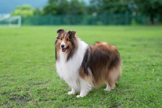シェットランド・シープドッグ