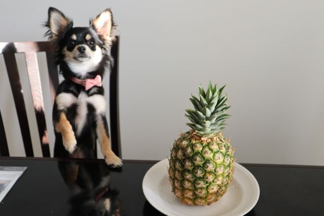 犬はパイナップルを食べても大丈夫？ジュースや缶詰は？注意点も解説
