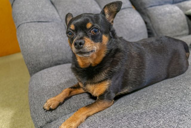 ミニチュア・ピンシャー