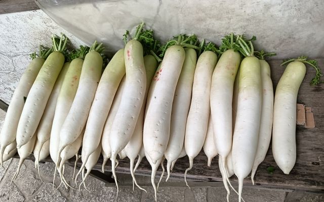 犬は大根を食べていい？生・茹でる等の与え方や量、葉・皮の注意点