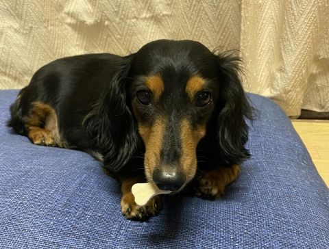 犬がおやつを持ってウロウロする理由は？愛犬の気持ちを知ろう！