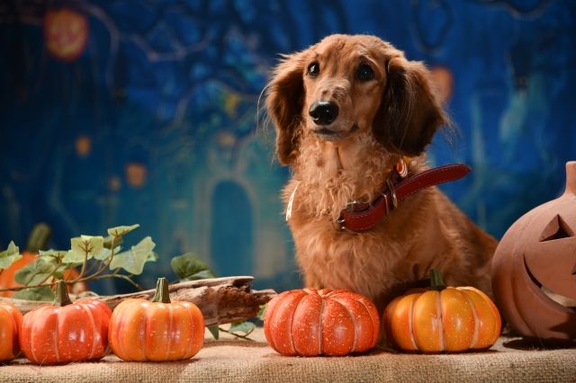 犬はかぼちゃを食べても大丈夫？期待できる効果や適切な量、皮の注意点を解説