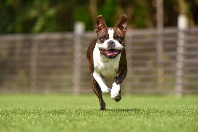 ボストン・テリア