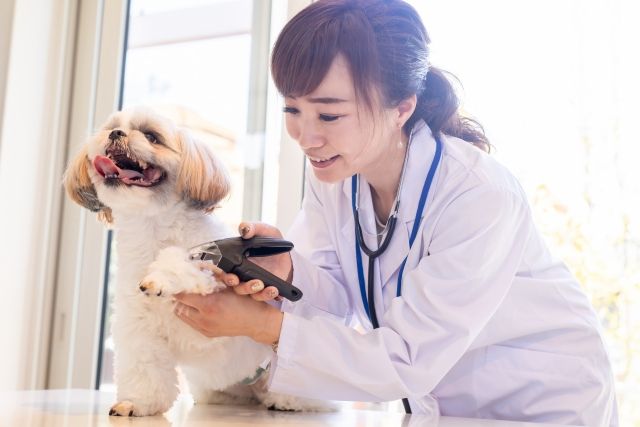 犬の爪切りで黒い爪はどこまで切る？初心者でも失敗しない見極め方とコツを解説
