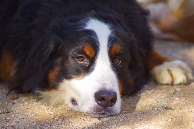 セント・バーナード