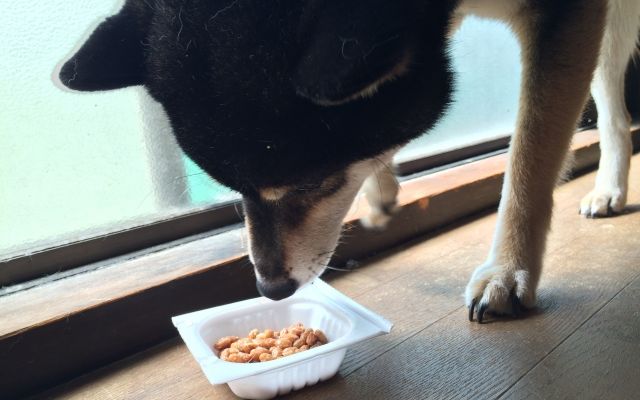 犬は納豆で長生きする？期待できる効果・肝臓へのメリット・毎日の適量