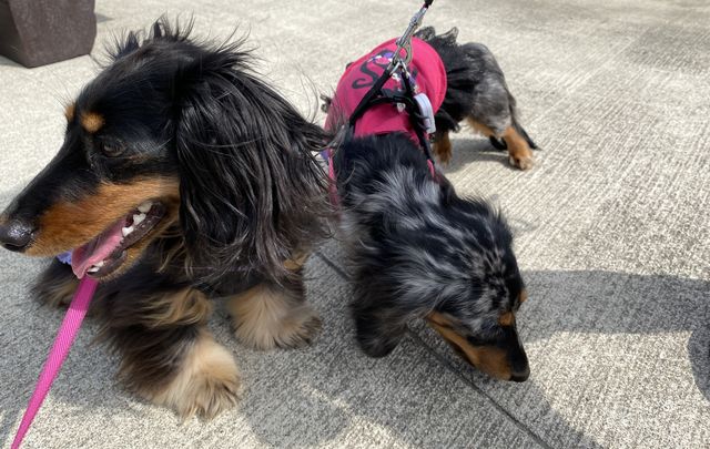 カニンヘンダックスの散歩時間は短くてもいい？散歩嫌いだから短時間でいい？