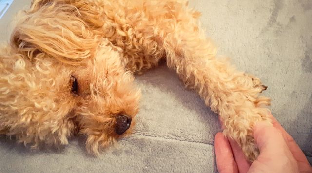 犬がご飯を食べないのはノイローゼが原因？単なるわがまま？対処法も紹介