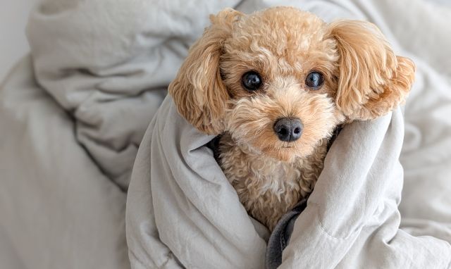 犬の留守番中に暖房つけっぱなしはアリ？暖房なしだとどうなる？疑問を解決